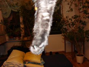 <img300*0:stuff/z/1/cat%2520feet/dsc00178.jpg>
