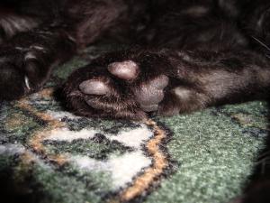 <img300*0:stuff/z/1/cat%2520feet/dsc00181.jpg>