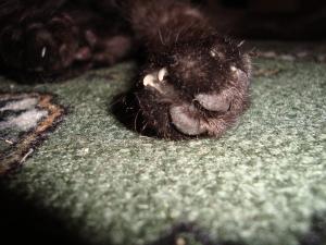 <img300*0:stuff/z/1/cat%2520feet/dsc00182.jpg>