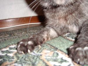 <img300*0:stuff/z/1/cat%2520feet/dsc00183.jpg>