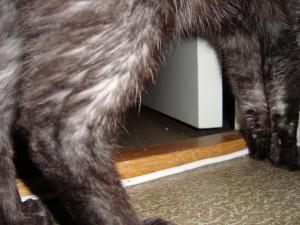 <img300*0:stuff/z/1/cat%2520feet/dsc00184.jpg>