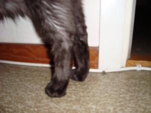 <img300*0:stuff/z/1/cat%2520feet/dsc00185.jpg>