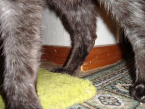 <img300*0:stuff/z/1/cat%2520feet/dsc00186.jpg>