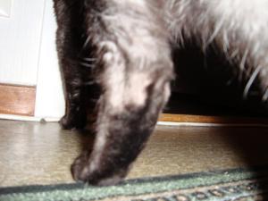 <img300*0:stuff/z/1/cat%2520feet/dsc00187.jpg>