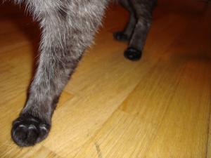 <img300*0:stuff/z/1/cat%2520feet/dsc00188.jpg>