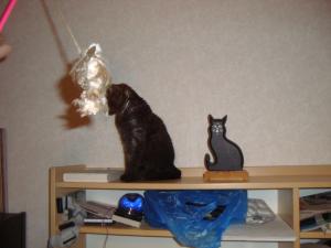 <img300*0:stuff/z/1/esn108/DSC06761.JPG>
