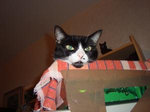 <img300*0:stuff/z/1/esn92/DSC00937.JPG>