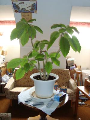 <img300*0:stuff/z/1/esn97/DSC01842.JPG>