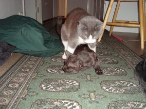 <img300*0:stuff/z/1/esn98/DSC02090.JPG>