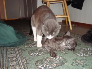 <img300*0:stuff/z/1/esn98/DSC02091.JPG>
