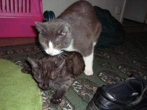 <img300*0:stuff/z/1/esn98/DSC02092.JPG>