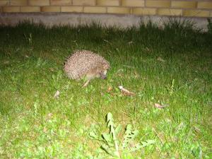 <img300*0:stuff/z/1/esn99/DSC02238.JPG>