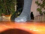 <img150*0:stuff/z/1/foot%2520photo%2520reference/p1010005.jpg>
