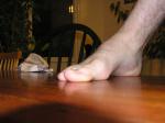 <img150*0:stuff/z/1/foot%2520photo%2520reference/p1010014.jpg>