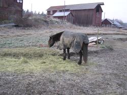 <img250*0:stuff/z/1/hedda%2520christmas%25202006/p1010044.jpg>