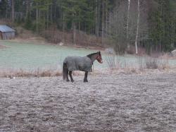 <img250*0:stuff/z/1/hedda%2520christmas%25202006/p1010076.jpg>
