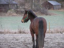 <img250*0:stuff/z/1/hedda%2520christmas%25202006/p1010080.jpg>