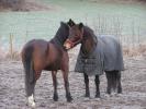 Järvsöeldi and Timonella horse photos