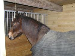 <img250*0:stuff/z/1/hedda%2520christmas%25202006/p1010116.jpg>