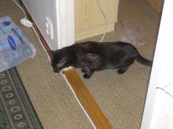 <img250*0:stuff/z/1/hedda%2520christmas%25202006/p1010123.jpg>