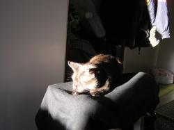 <img250*0:stuff/z/1/hedda%2520christmas%25202006/p1010125.jpg>