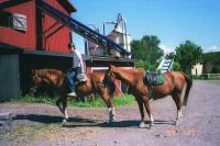 <img200*0:stuff/z/1/horses%2520by%2520hedda/2horse2.jpg>