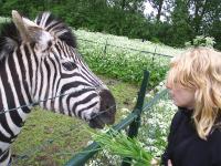 <img200*0:stuff/z/1/horses%2520by%2520hedda/S3010038.JPG>