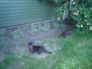 <img300*0:stuff/z/1/upcw/DSC01358.JPG>