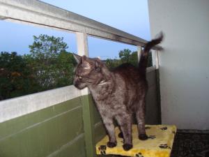 <img300*0:stuff/z/1/vg70/DSC04555.JPG>