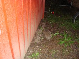 <img300*0:stuff/z/1/vg74/DSC04886.JPG>