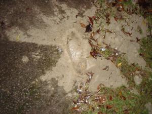 <img300*0:stuff/z/1/vg86/DSC07293.JPG>