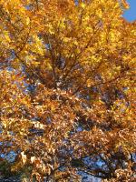 <img0*200:stuff/z/10620/An%2520Afternoon%2520Walk%2520-%2520Nov%25202008/11-5-08%20037.jpg>
