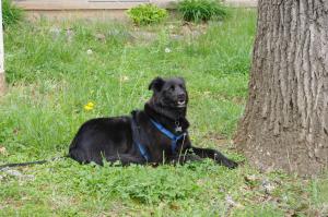 <img300*0:stuff/z/10620/April%2520Canine%25202010/April%20Canine%202010%200001.jpg>