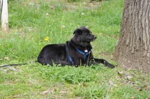 <img300*0:stuff/z/10620/April%2520Canine%25202010/April%20Canine%202010%200002.jpg>
