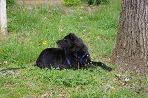 <img300*0:stuff/z/10620/April%2520Canine%25202010/April%20Canine%202010%200003.jpg>