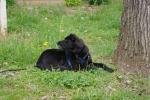 April Canine 2010