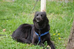 <img300*0:stuff/z/10620/April%2520Canine%25202010/April%20Canine%202010%200004.jpg>