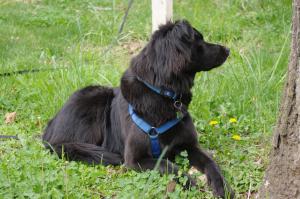 <img300*0:stuff/z/10620/April%2520Canine%25202010/April%20Canine%202010%200005.jpg>