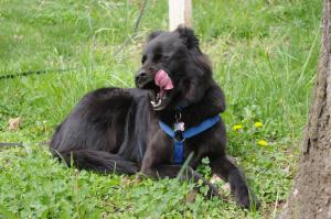 <img300*0:stuff/z/10620/April%2520Canine%25202010/April%20Canine%202010%200006.jpg>