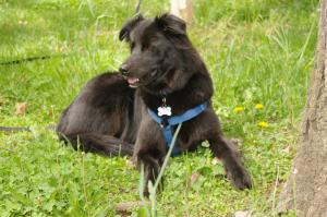 <img300*0:stuff/z/10620/April%2520Canine%25202010/April%20Canine%202010%200007.jpg>