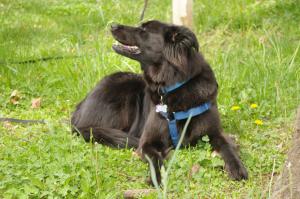 <img300*0:stuff/z/10620/April%2520Canine%25202010/April%20Canine%202010%200008.jpg>