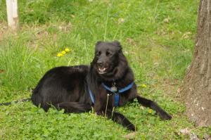 <img300*0:stuff/z/10620/April%2520Canine%25202010/April%20Canine%202010%200009.jpg>