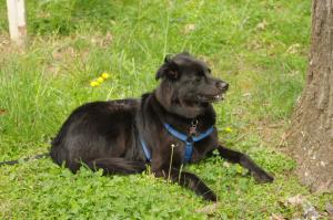 <img300*0:stuff/z/10620/April%2520Canine%25202010/April%20Canine%202010%200010.jpg>