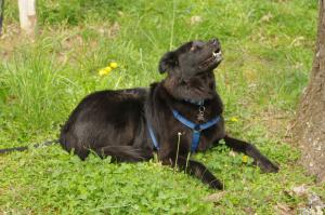 <img300*0:stuff/z/10620/April%2520Canine%25202010/April%20Canine%202010%200011.jpg>