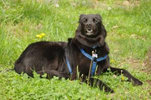 <img300*0:stuff/z/10620/April%2520Canine%25202010/April%20Canine%202010%200012.jpg>