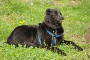<img300*0:stuff/z/10620/April%2520Canine%25202010/April%20Canine%202010%200013.jpg>