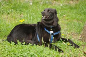 <img300*0:stuff/z/10620/April%2520Canine%25202010/April%20Canine%202010%200014.jpg>