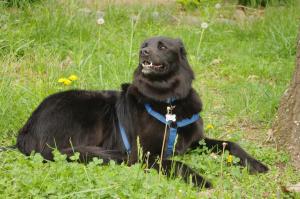 <img300*0:stuff/z/10620/April%2520Canine%25202010/April%20Canine%202010%200015.jpg>