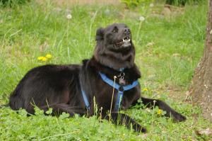 <img300*0:stuff/z/10620/April%2520Canine%25202010/April%20Canine%202010%200016.jpg>