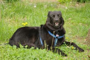 <img300*0:stuff/z/10620/April%2520Canine%25202010/April%20Canine%202010%200017.jpg>